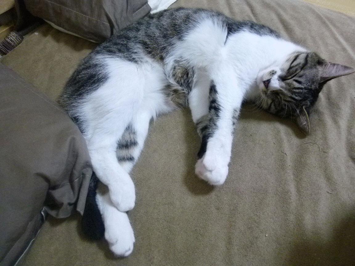 西甲球队通过AI行为识别模型判断防守预判反应时效