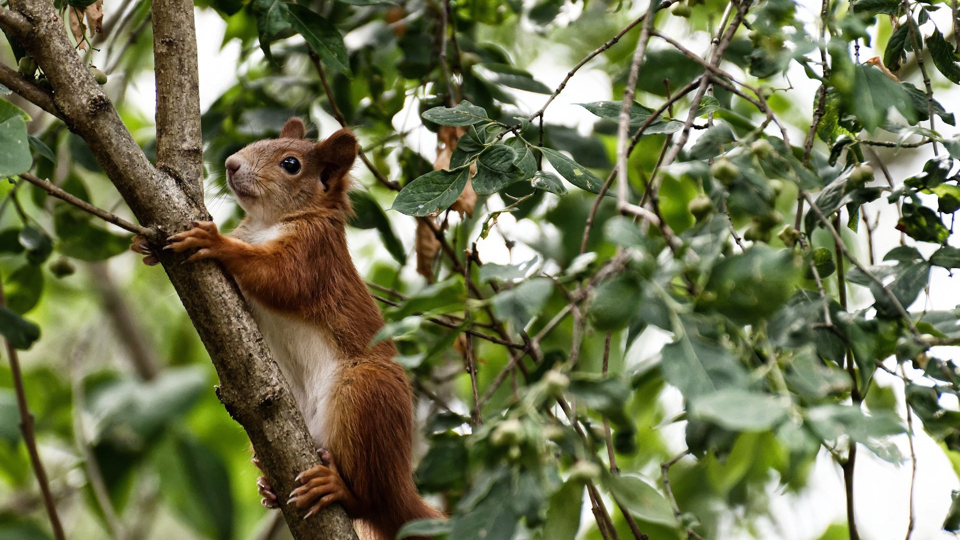 波兰乒乓队未来：如何通过优化赛事制度提升球员表现，波兰 乒乓球