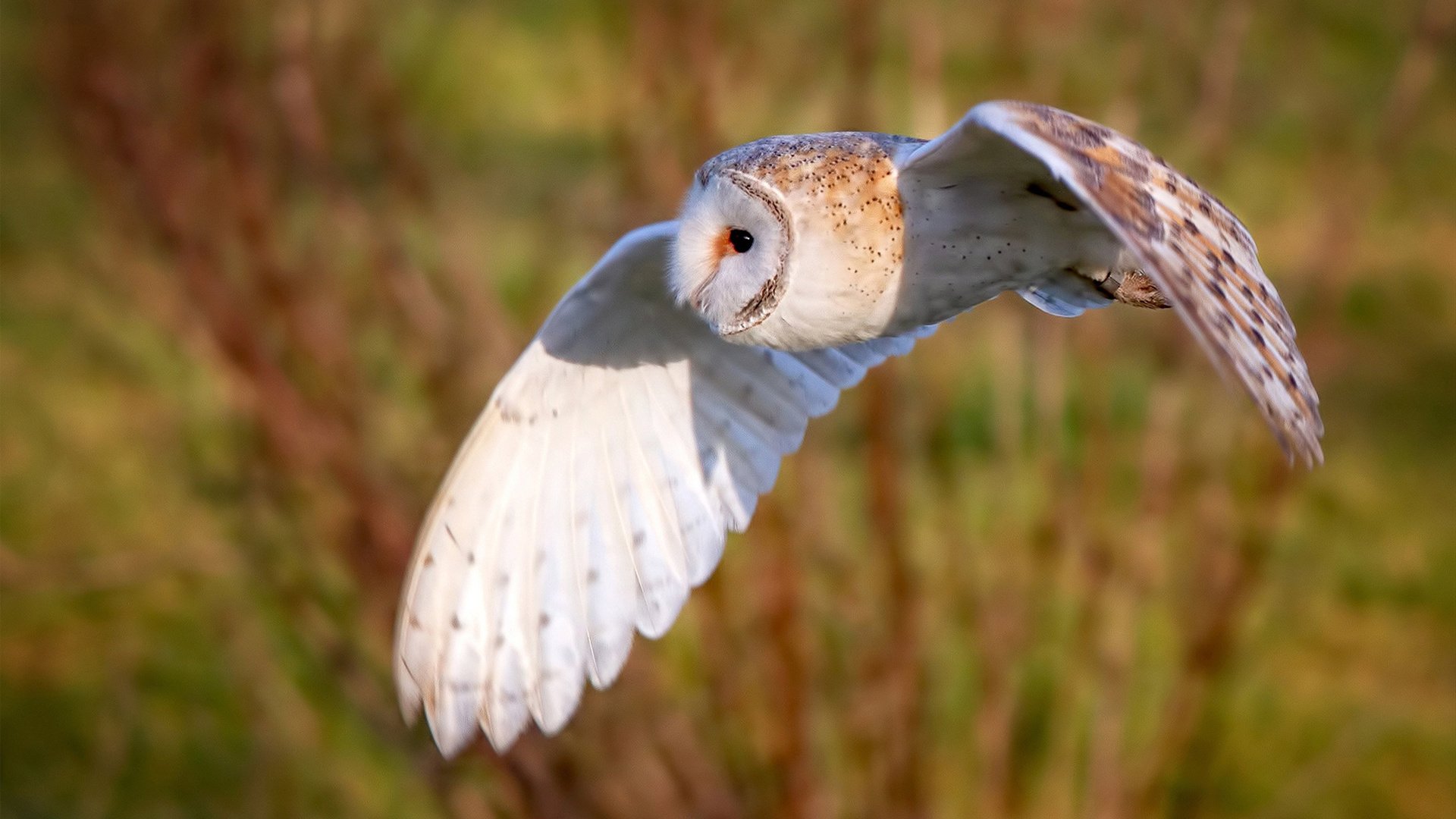 波兰队赛场表现分析：在国际乒联混合团体世界杯中的技术突破，波兰乒乓球队
