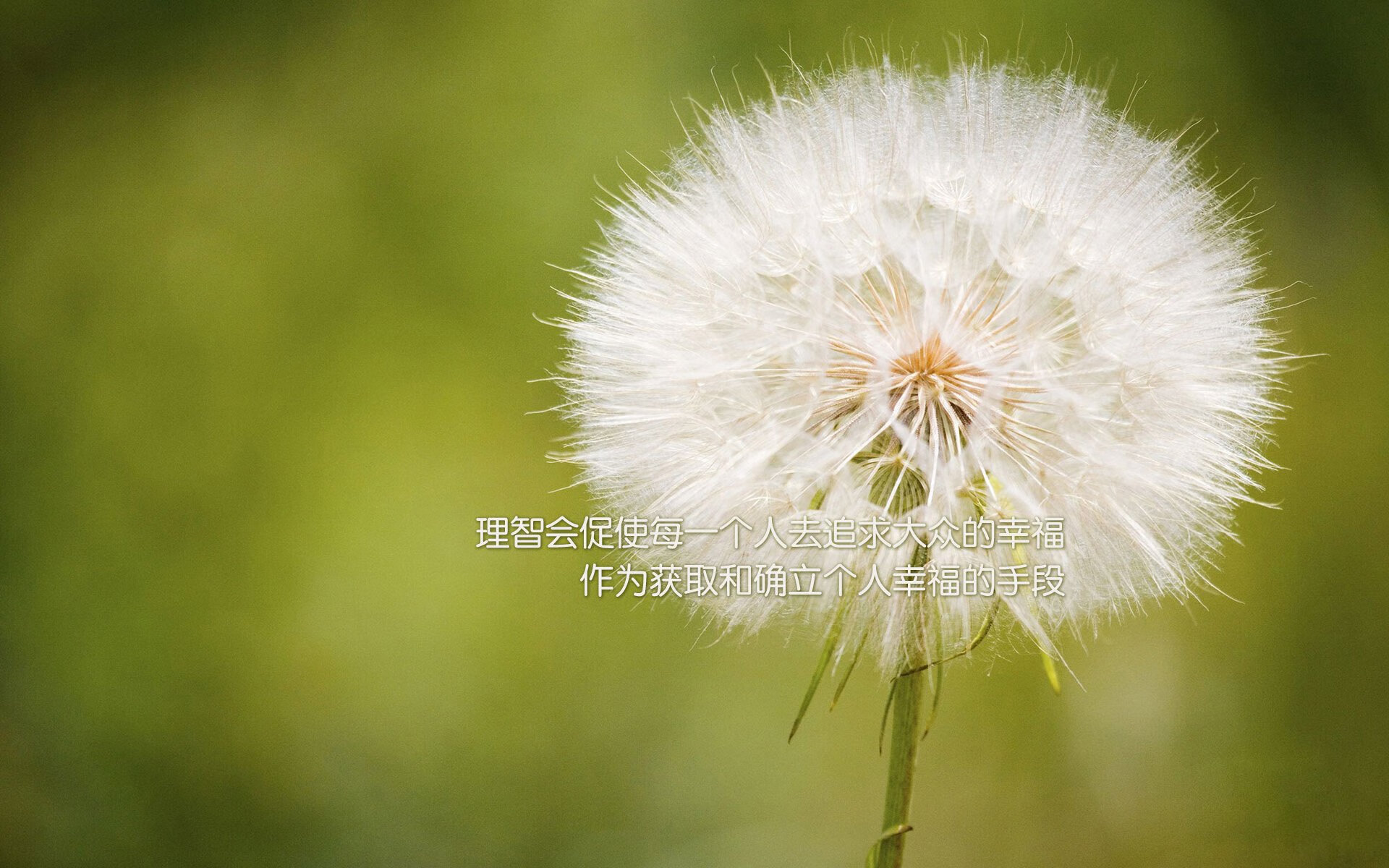 “亚戈·卡尔曼的全能技巧,塑造阿根廷美洲狮队的进攻与防守力量”