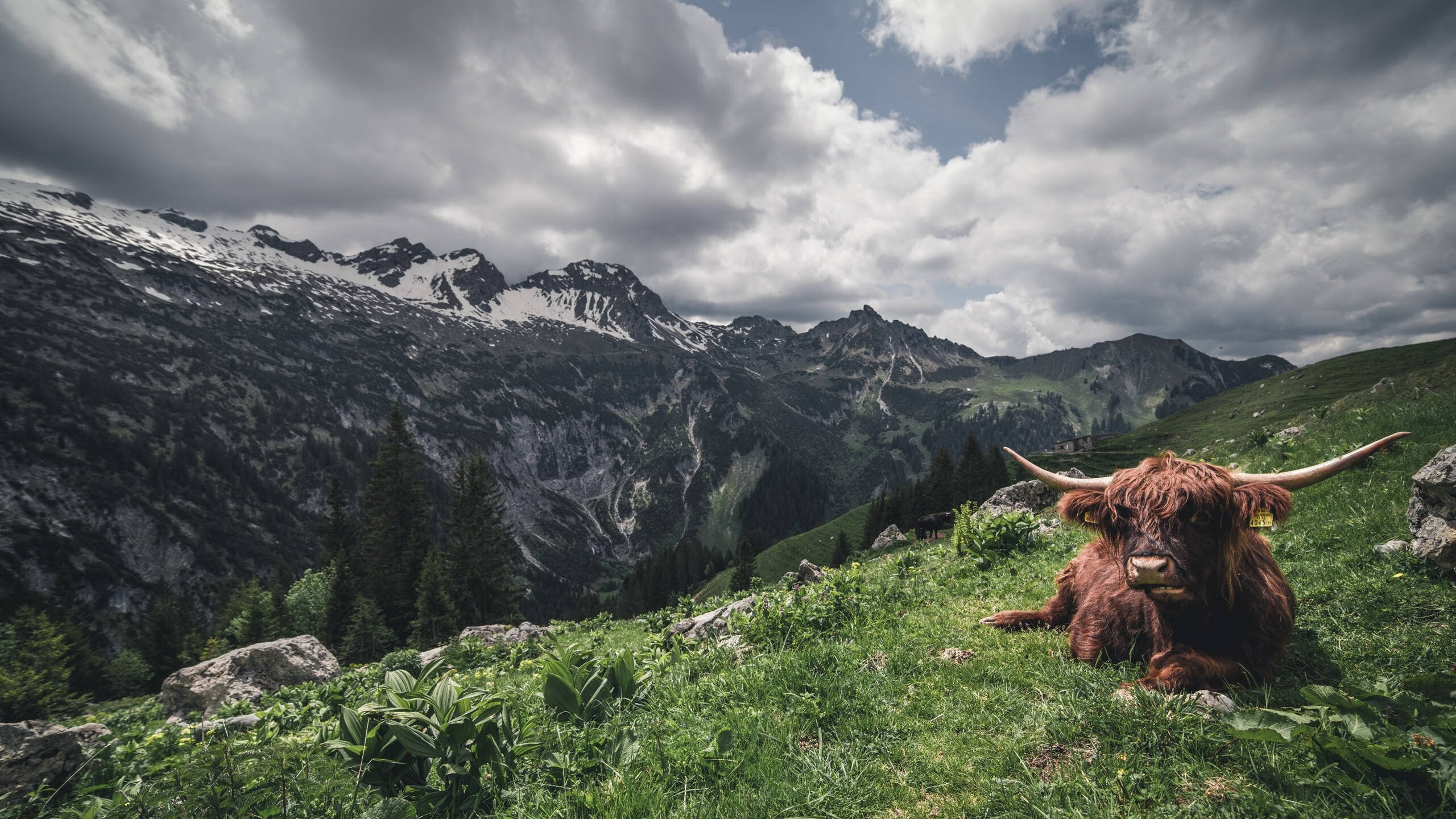“安赫尔·巴尔博萨的突破与传球精准度,助力阿根廷美洲狮队构建强大进攻体系”
